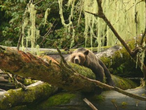 grizzly bear at Knight Inlet Lodge