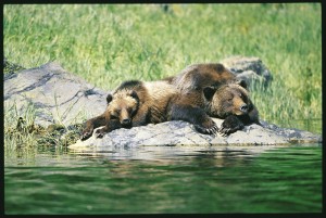 grizzly bear cubs sleeping at Knight Inelt Lodge