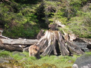 grizzly sow at Knight Inlet Lodge