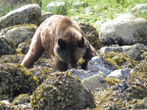 sub adult grizzly bear