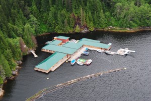 knight inlet lodge grizzly bear viewing