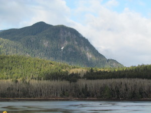 grizzly bear vieiwng at Knight Inlet Lodge