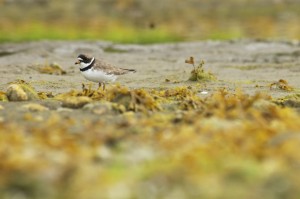 Moira Le Patourel 2014-Semipalmated Plover