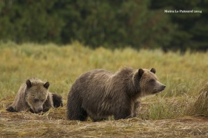 grizzly bears Flora & Lillian