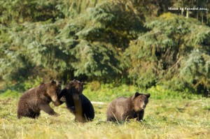 wrestling grizzly cubs