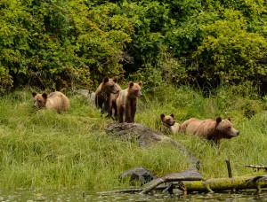 grizzly sow with 4 cubs