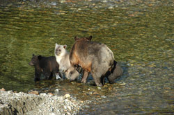 Bear Cubs