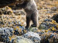 cute grizzly bear cub