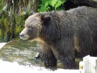 grizzly bear photo