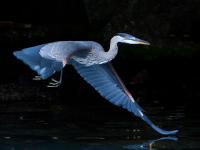 heron