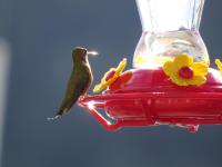 humming bird at Knight Inlet Lodge.