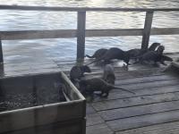 otters on deck at Knight Inlet Lodge