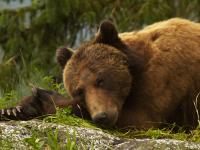 sleeping grizzly bear