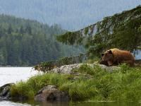 sleeping grizzly bear