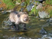 grizzly bear fishing for salmon