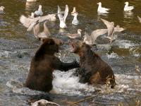 grizzly bears fishing