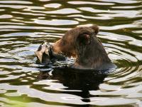 grizzly bear eating salmon