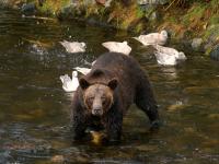 grizzly bear fishing for salmon