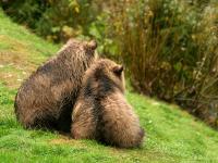 cute grizzly bear cubs