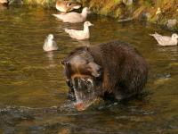 grizzly bear eating salmon