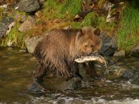 grizzly bear cub catching salmon