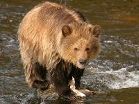 grizzly bear cub eating salmon