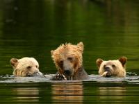 grizzly bear sow with cubs