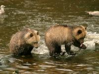 grizzly bear cubs