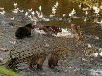 grizzly bears fishing for salmon