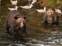 grizzly bears fishing for salmon