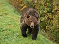 grizzly bear walking