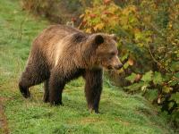 grizzly bear