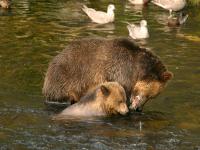 grizzly sow and cub