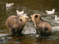 grizzly bear cubs