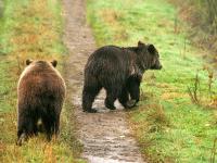 grizzly bears on raod