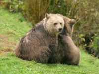 cuddly grizzly bear cubs