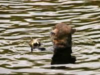 grizzly bear fishing for salmon