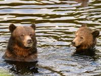 grizzly bears