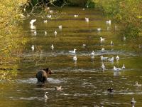 grizzly bear in river