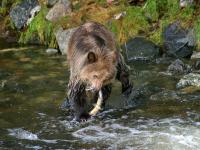 grizzly bear eating salmon