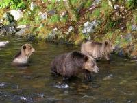 grizzly bear sow with cubs