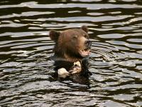 grizzly bear eating salmon