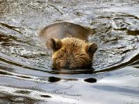 grizzly bear looking for salmon