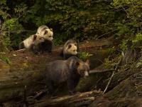 grizzly bear sow with cubs