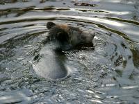 grizzly bear looking for salmon