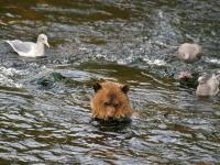 grizzly bear fishing for salmon