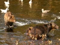 grizzly bears fishing for slamon