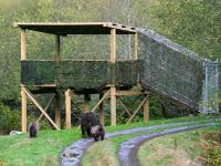 grizzly bears by viewing stand