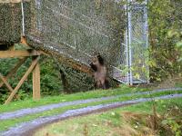 grizzly bear rubbing on viewing stand