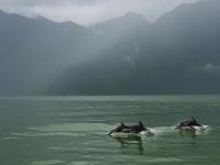 pacific white sided dolphins